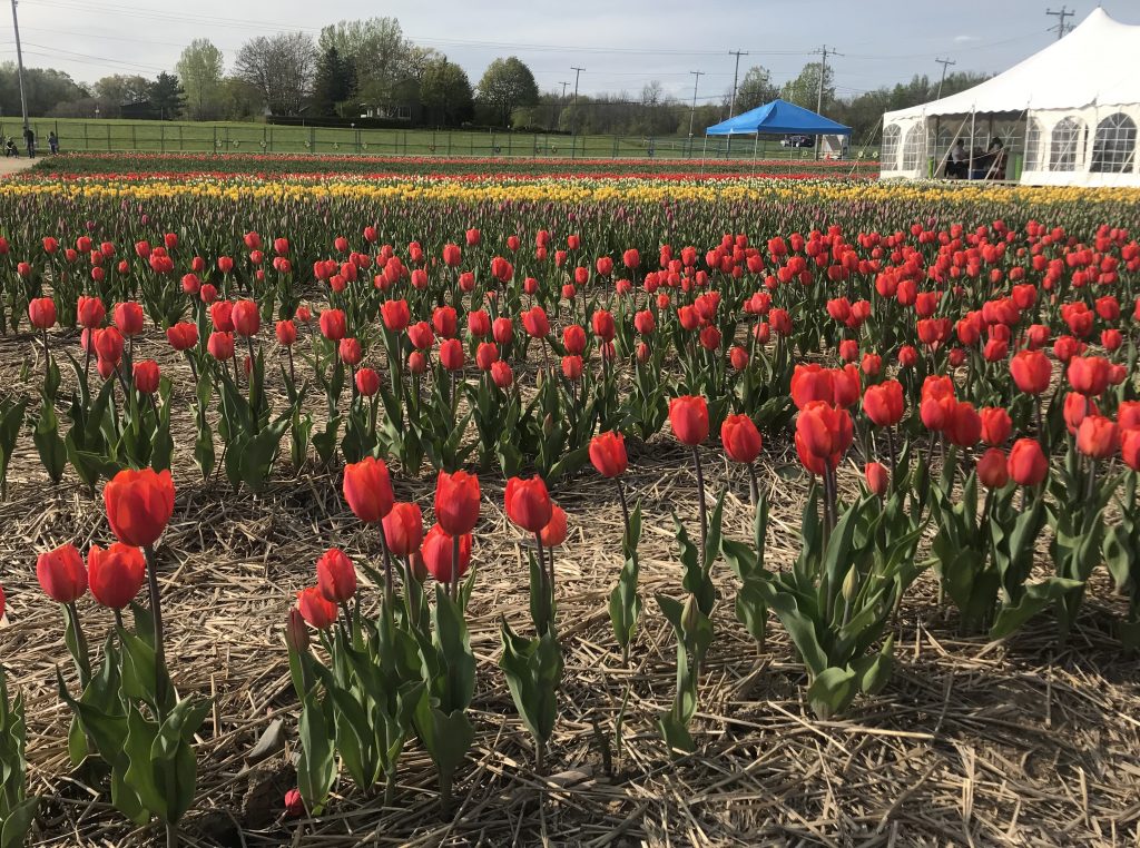 Laval Tulip Festival