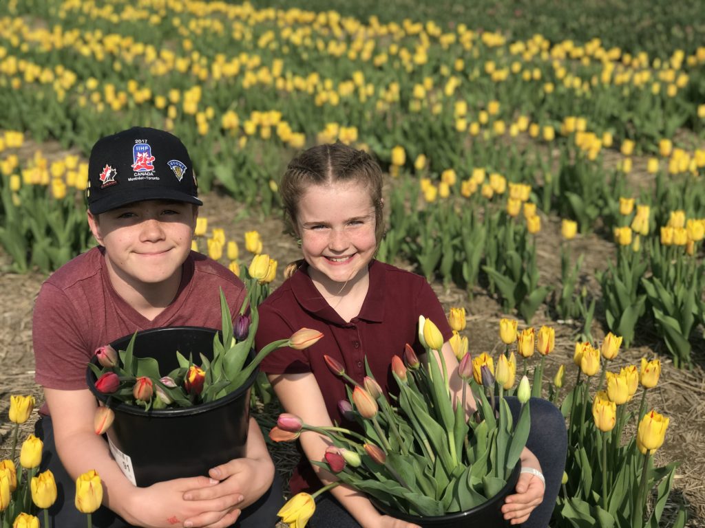 Laval Tulip Festival