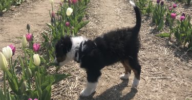 Laval Tulip Festival