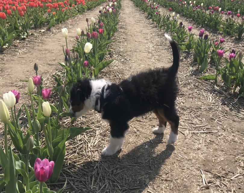 Laval Tulip Festival